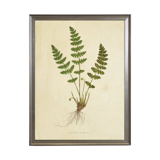 Antique Curiosities Inc - Fern Print: Gold Frame 2425-35 Aq / 10" X 8"