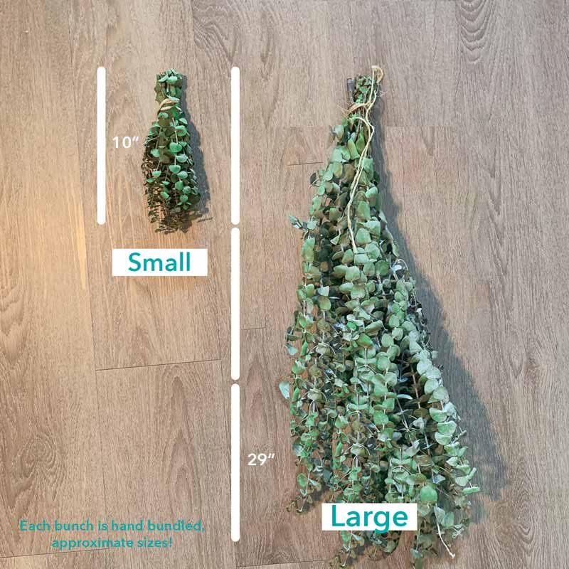 Self-Care Shower - Fresh Eucalyptus Bundle | For Shower/Vase | SAN DIEGO GROWN: Large (🎉 Bestseller)