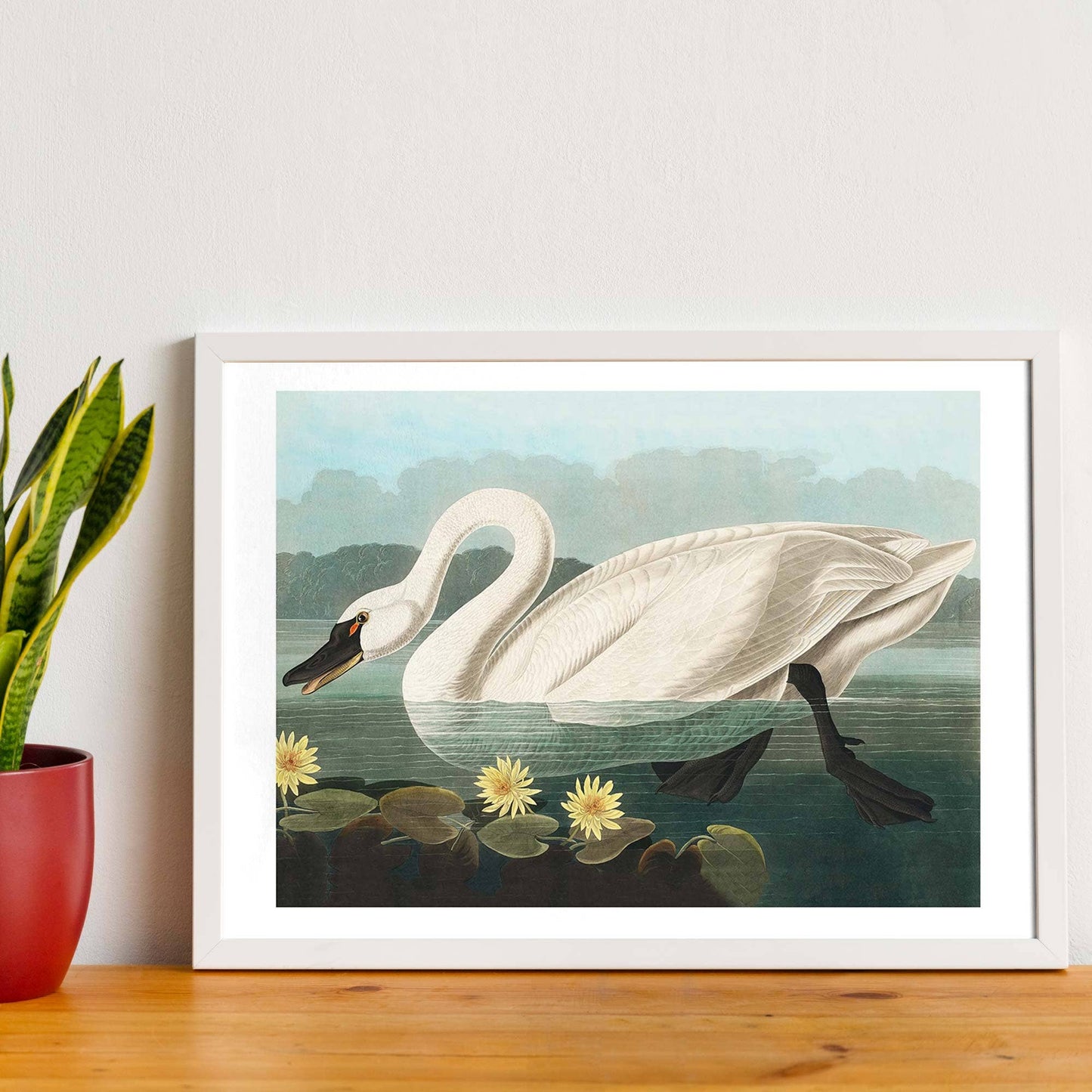 Ink & Drop - Common Swan print: 11 ¾ x 15 ¾ in | 30x40 cm / Matte