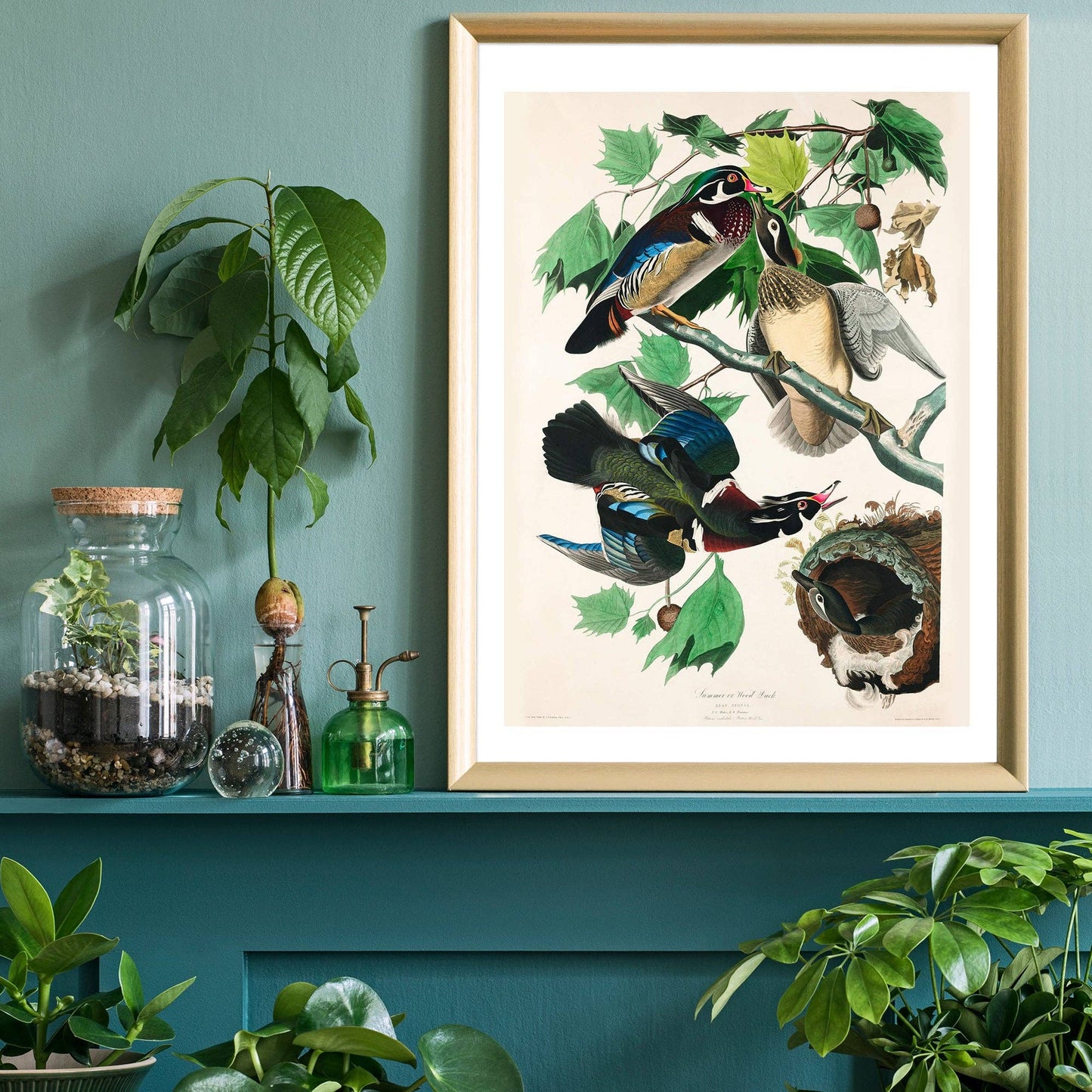 Ink & Drop - Wood duck vintage print: 11 ¾ x 15 ¾ in | 30x40 cm / Matte