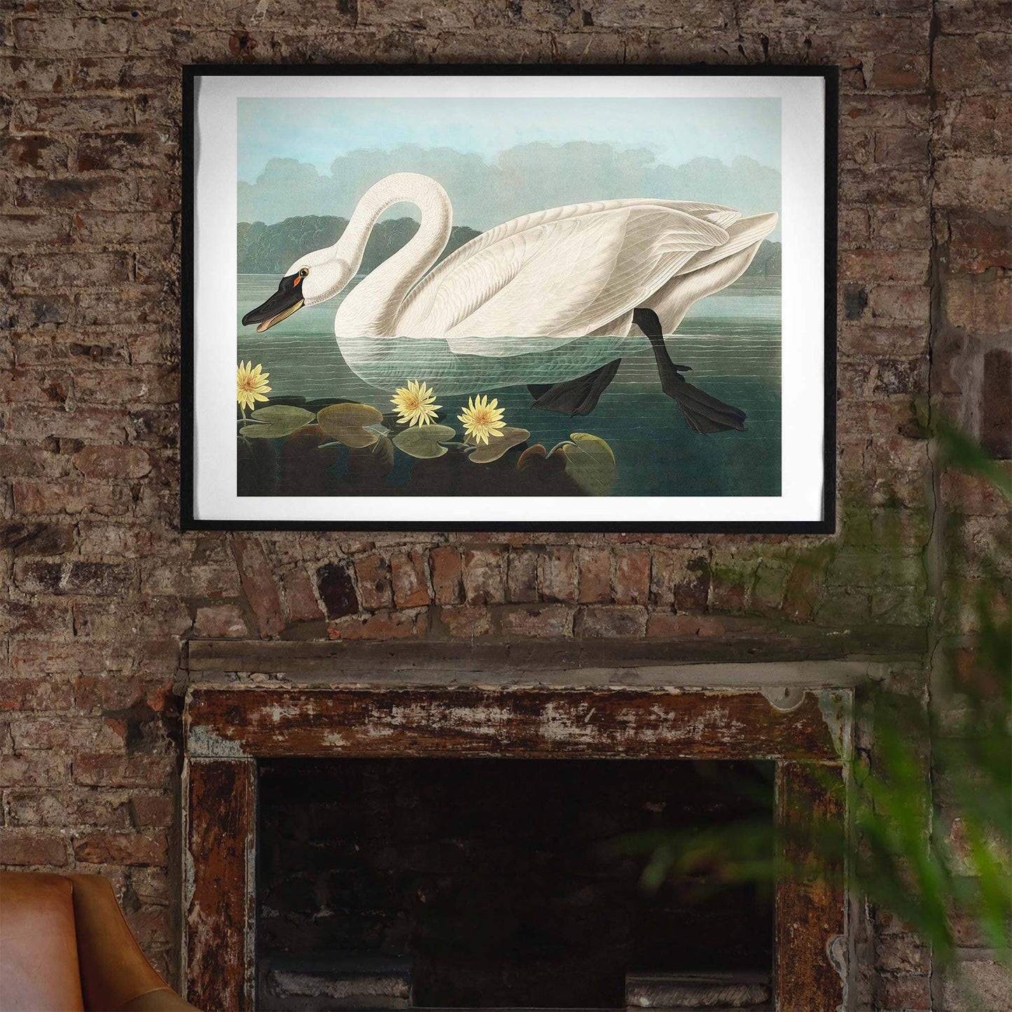 Ink & Drop - Common Swan print: 11 ¾ x 15 ¾ in | 30x40 cm / Matte