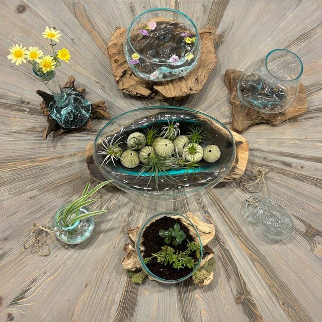 Asia West - X-Small Glass & Driftwood Terrarium (approx. 10"x 6" x 8"h)