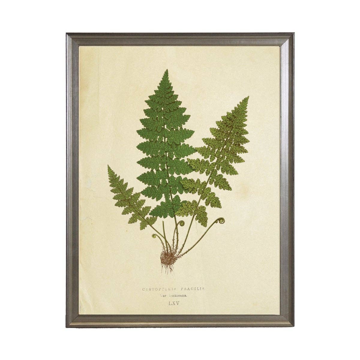 Antique Curiosities Inc - Fern Print: Silver Frame 1390-70 Qq / 10" X 8"