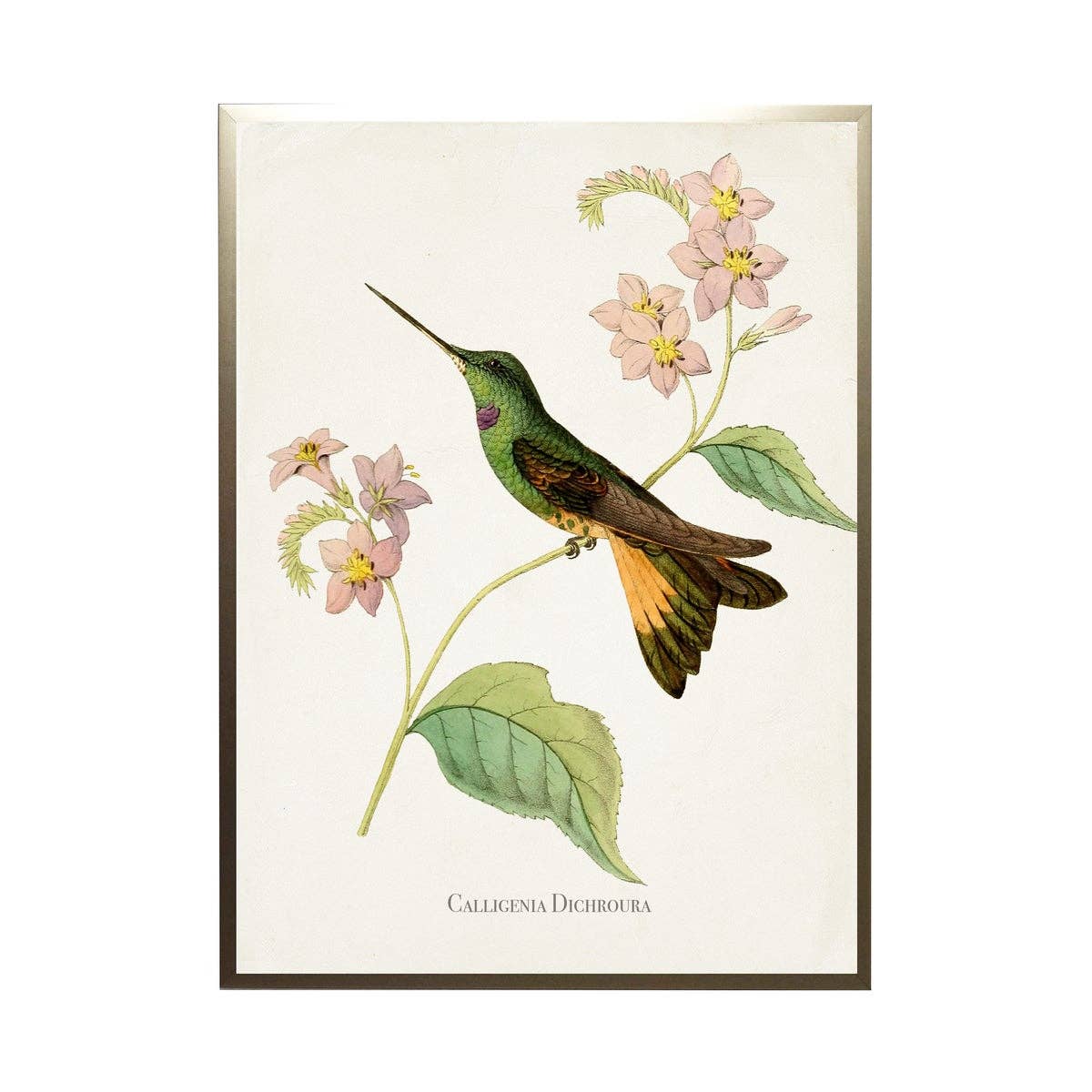 Antique Curiosities Inc - Hummingbird On Leaves With Flowers: Silver Frame 1390-70 Qq / 10" X 8"