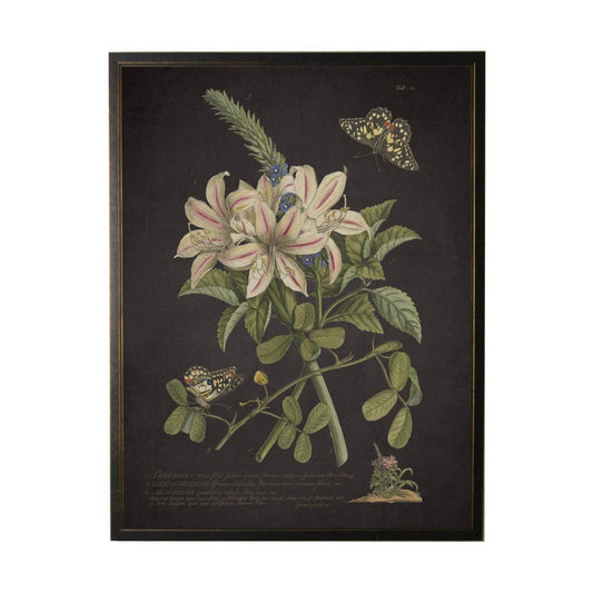 Antique Curiosities Inc - Vintage Floral And Butterfly Print On Black Background: Black Frame 2400-35 Za / 10" X 8"