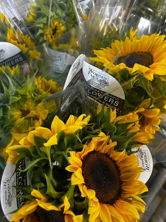 Worden Farm - Florida Farm-Fresh-Cut Organic Sunflowers - Sleeved