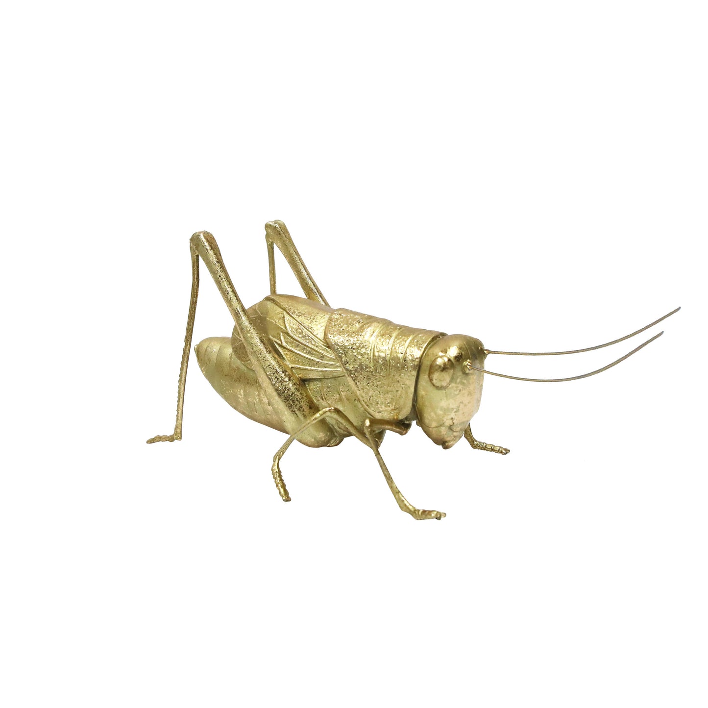 Modern World by Contrast Inc. - Golden Grasshopper