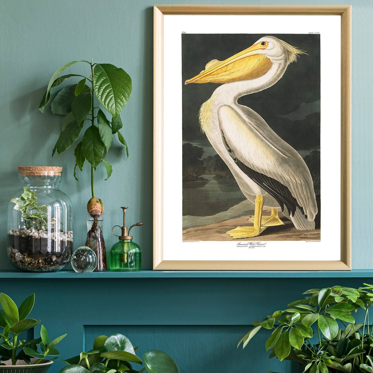 Ink & Drop - American White Pelican Vintage Antique Bird Print: 11 ¾ x 15 ¾ in | 30x40 cm / Matte