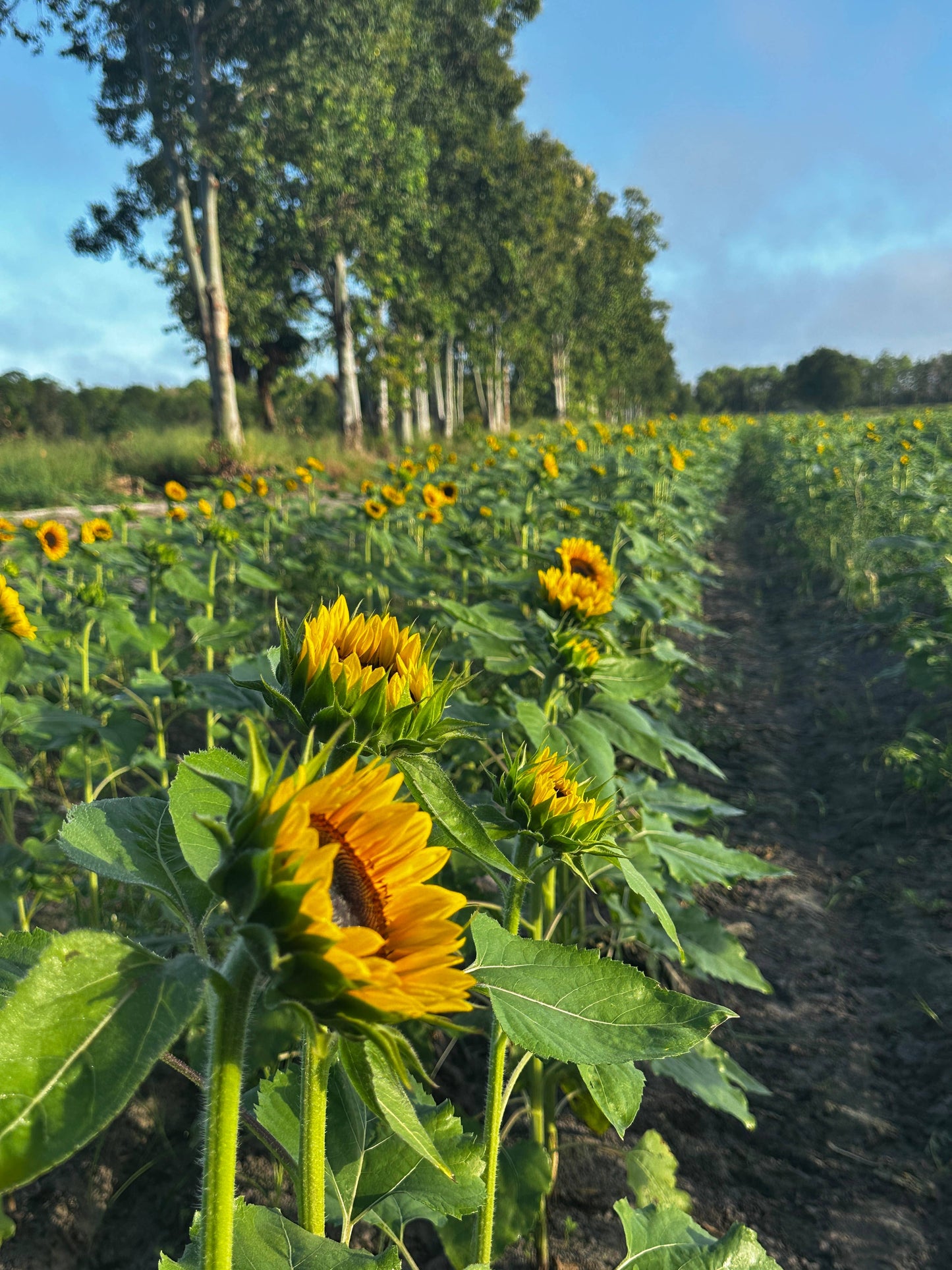 Worden Farm - Florida Farm-Fresh-Cut Organic Sunflowers - Sleeved