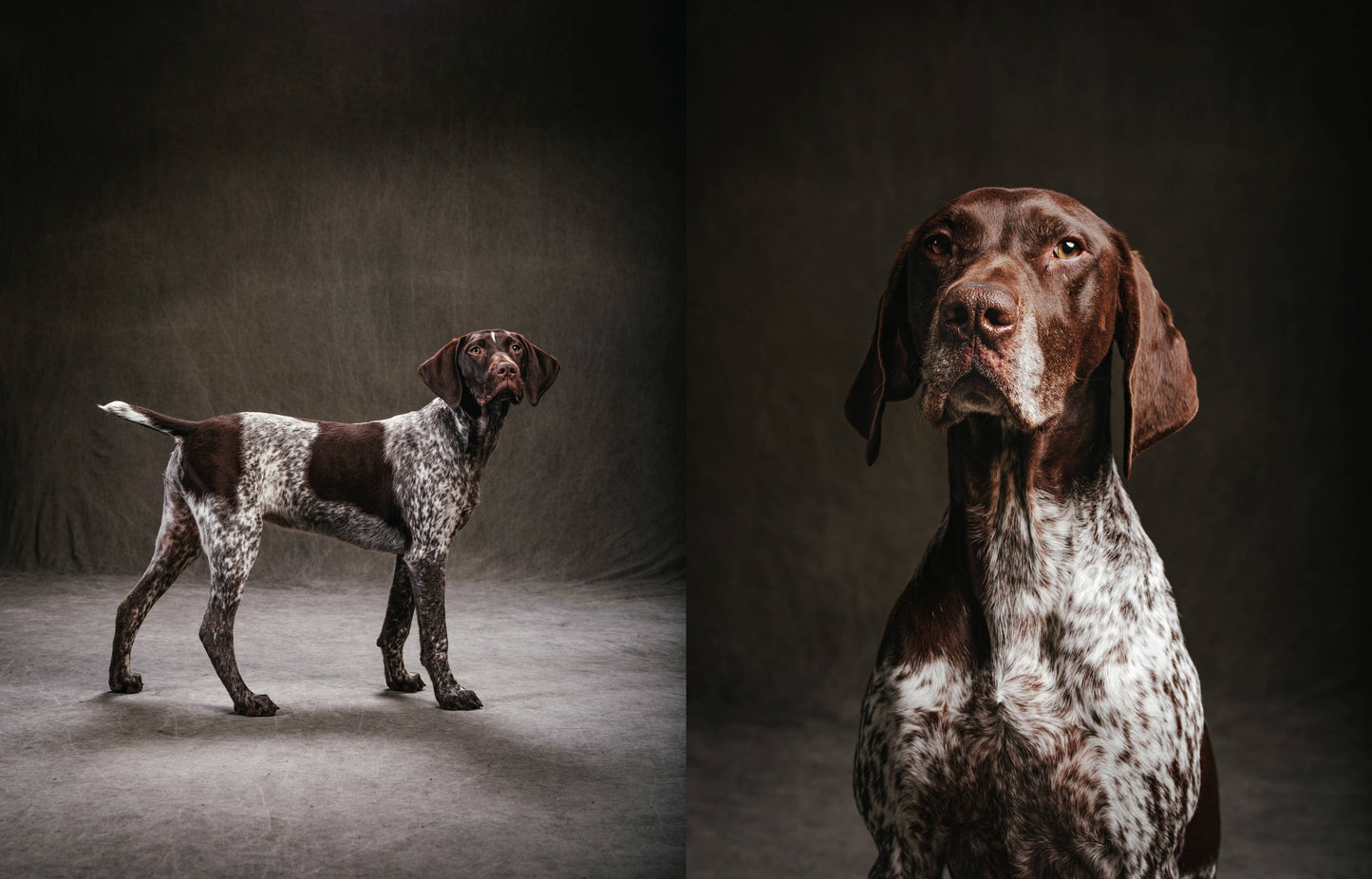 Chronicle Books - Year of the Dogs