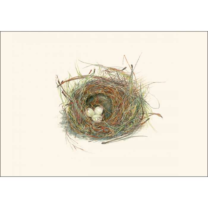 Earth Sky + Water - Eggs in Nest