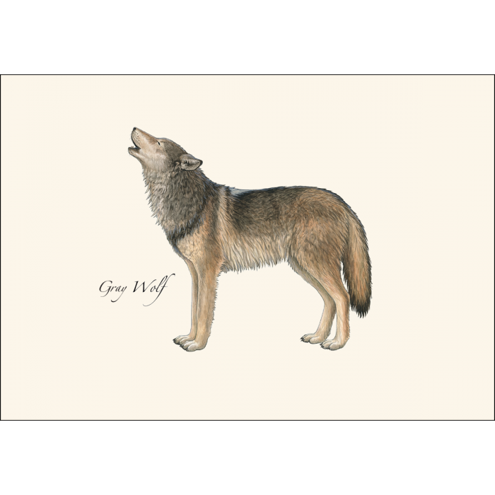 Earth Sky + Water - Gray Wolf Notecard Set, 8 Cards & Envelopes