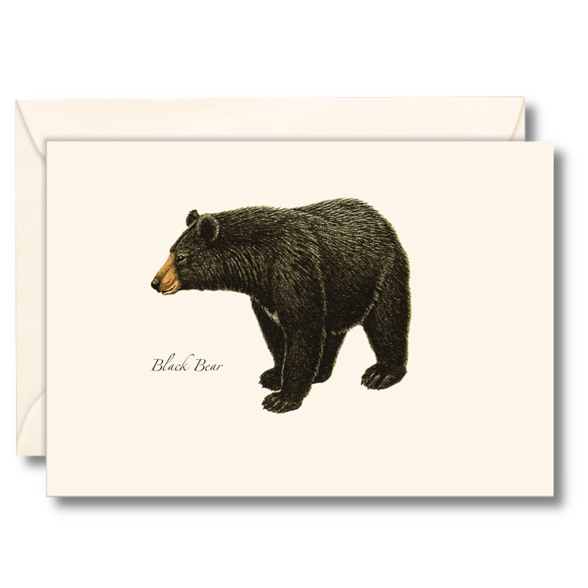 Earth Sky + Water - Black Bear