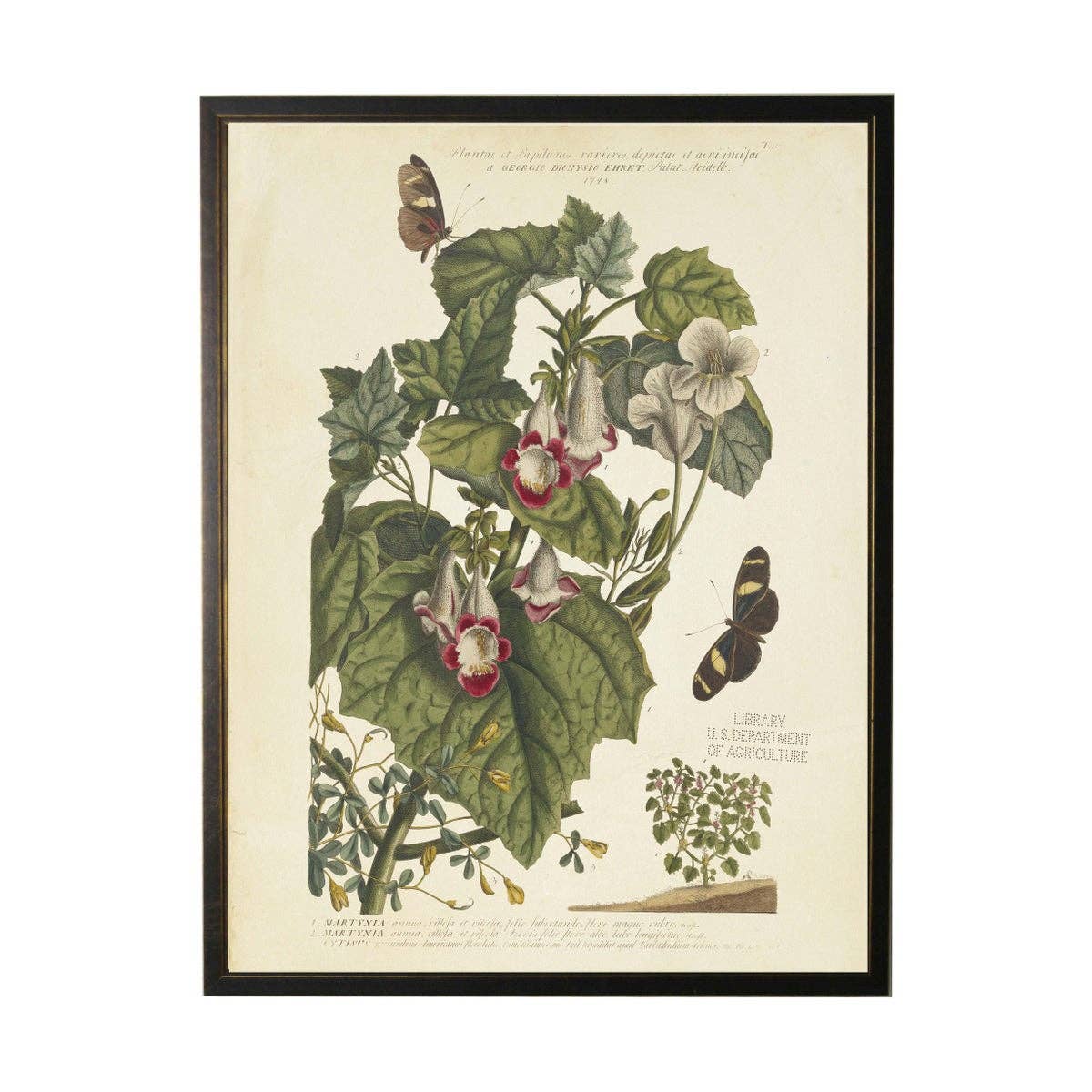 Antique Curiosities Inc - Vintage Floral And Butterfly Print: Black Frame 2400-35 Za / 10" X 8"