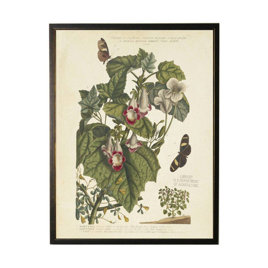 Antique Curiosities Inc - Vintage Floral And Butterfly Print: Black Frame 2400-35 Za / 10" X 8"