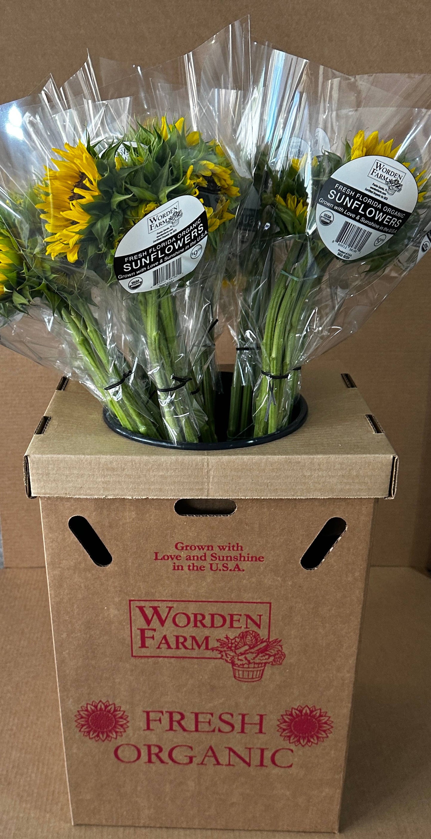 Worden Farm - Florida Farm-Fresh-Cut Organic Sunflowers - Sleeved