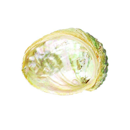 DESIGNS BY DEEKAY INC - 4"-5"  Abalone Shells Bowl For Smudging