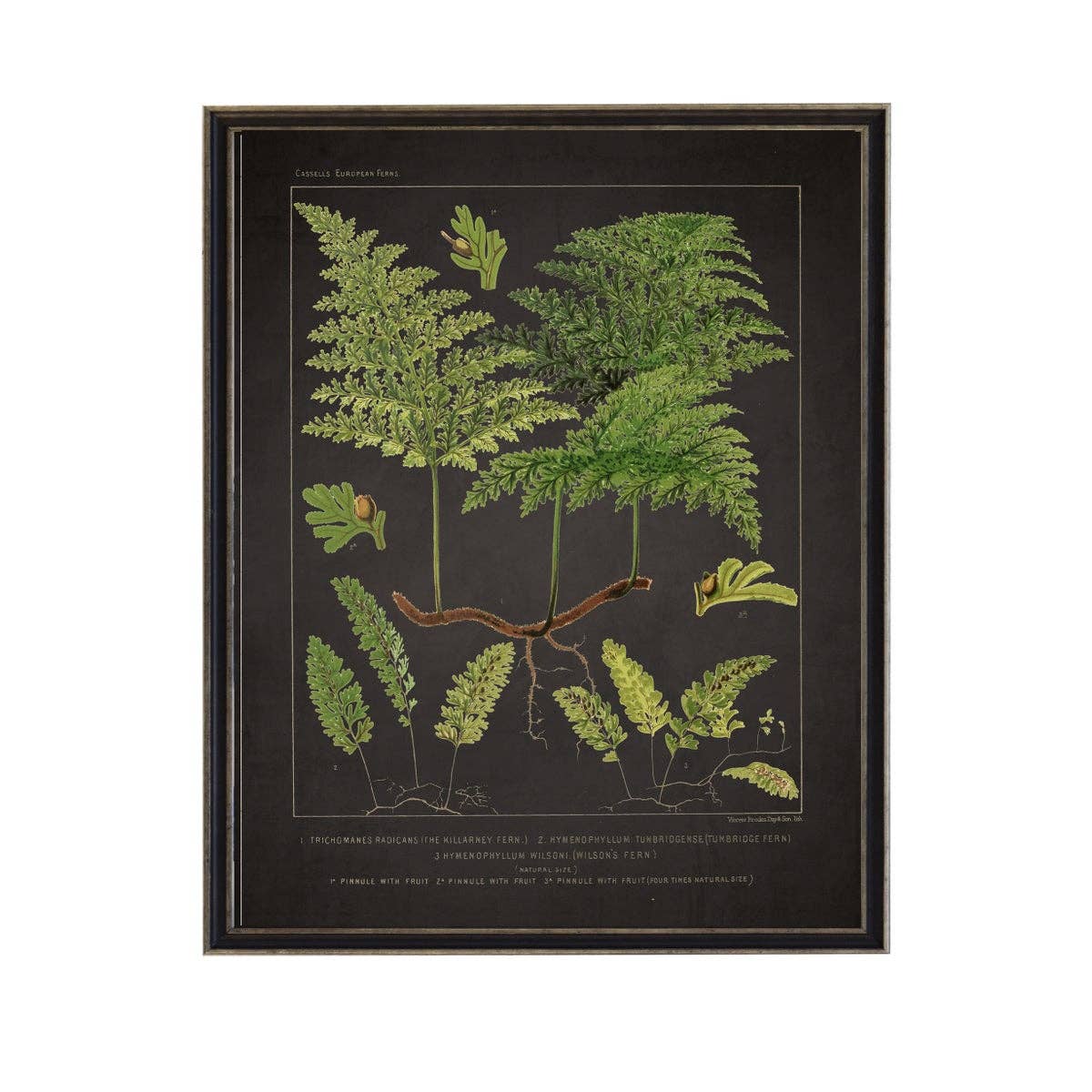 Antique Curiosities Inc - Vintage Fern Print With Border: Black Frame 2400-35 Za / 10" X 8"