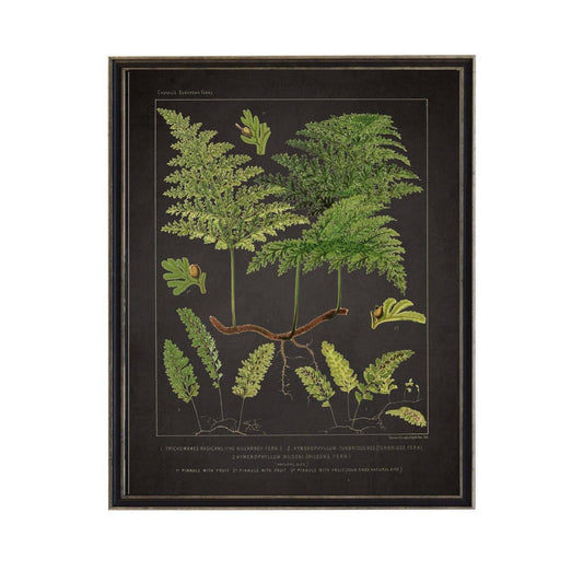 Antique Curiosities Inc - Vintage Fern Print With Border: Black Frame 2400-35 Za / 10" X 8"