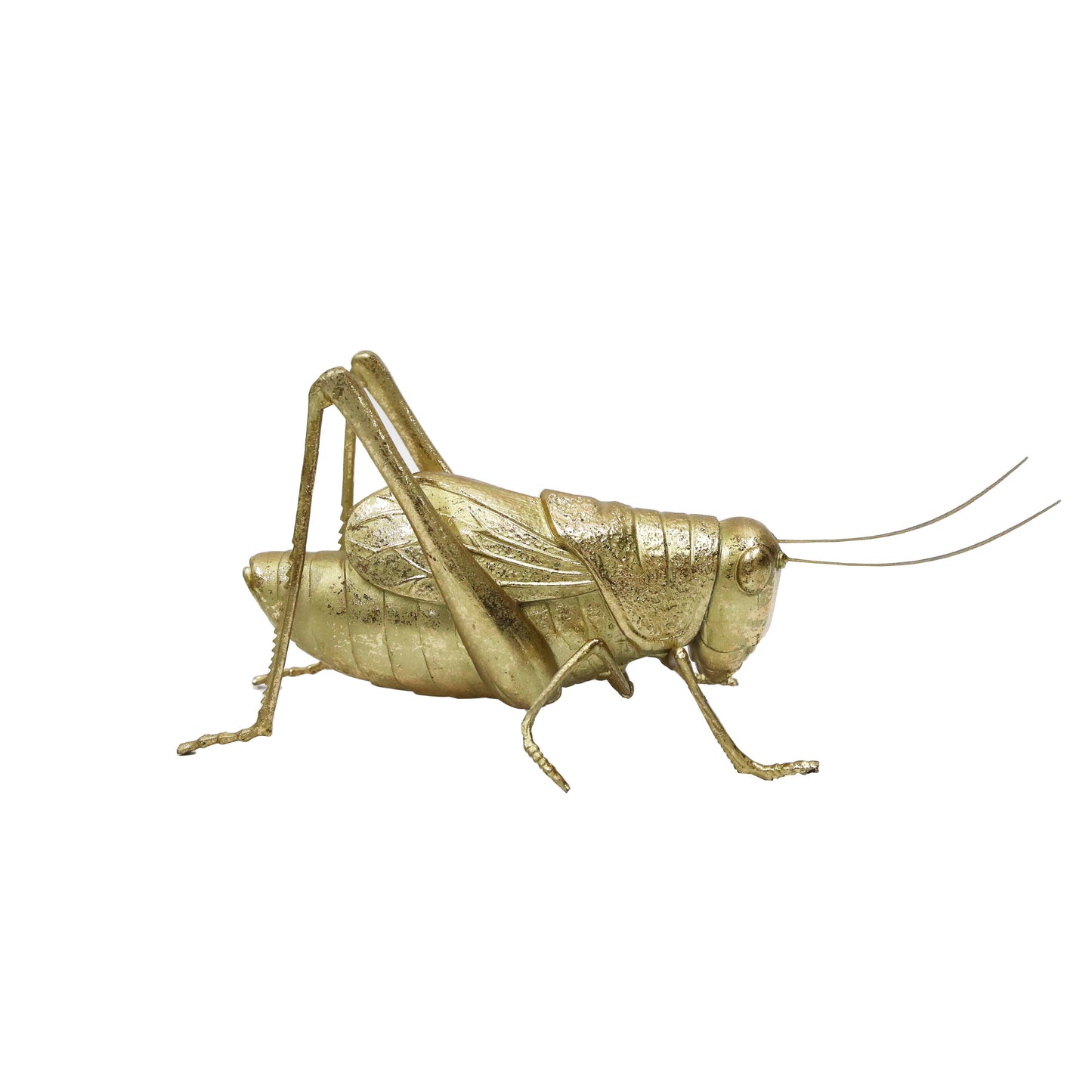 Modern World by Contrast Inc. - Golden Grasshopper