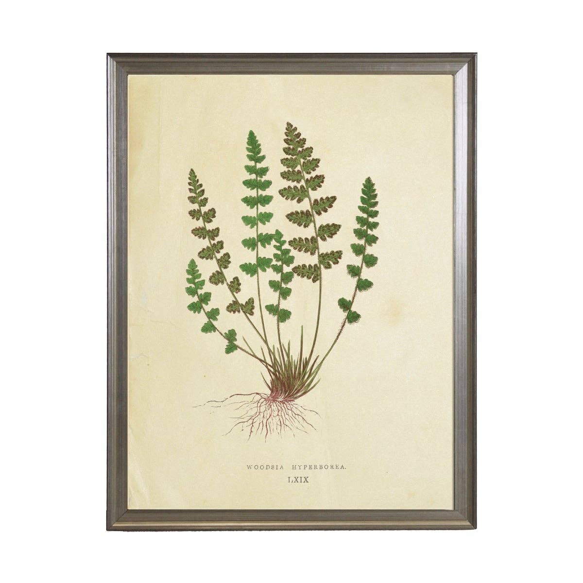 Antique Curiosities Inc - Fern Print: Silver Frame 1390-70 Qq / 10" X 8"