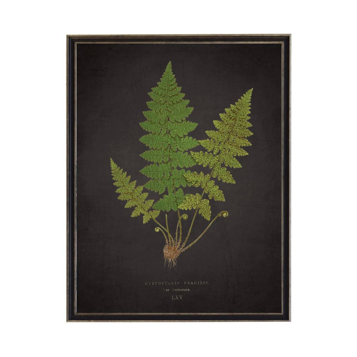 Antique Curiosities Inc - Fern L On Aged Black Background: Black Frame 2400-35 Za / 10" X 8"