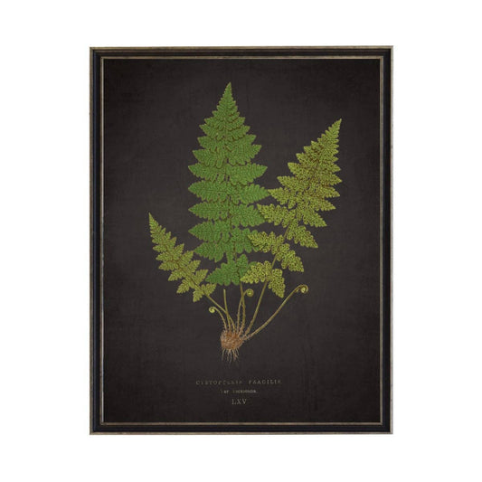 Antique Curiosities Inc - Fern L On Aged Black Background: Black Frame 2400-35 Za / 10" X 8"
