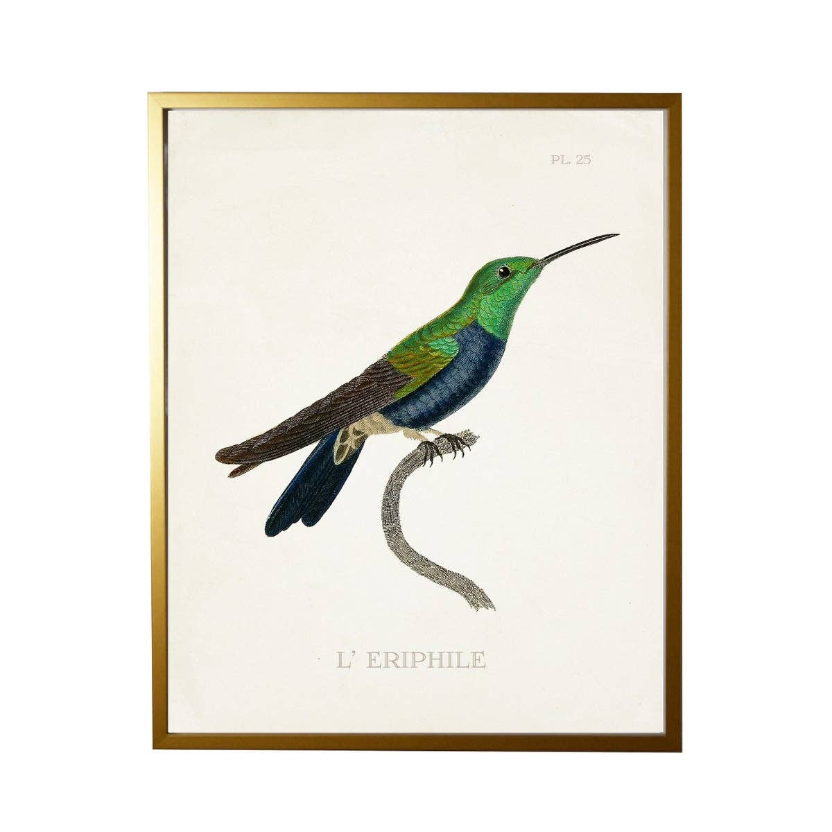 Antique Curiosities Inc - Hummingbird Plate 25 On White: Gold Frame 2425-35 Aq / 10" X 8"