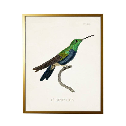 Antique Curiosities Inc - Hummingbird Plate 25 On White: Gold Frame 2425-35 Aq / 10" X 8"