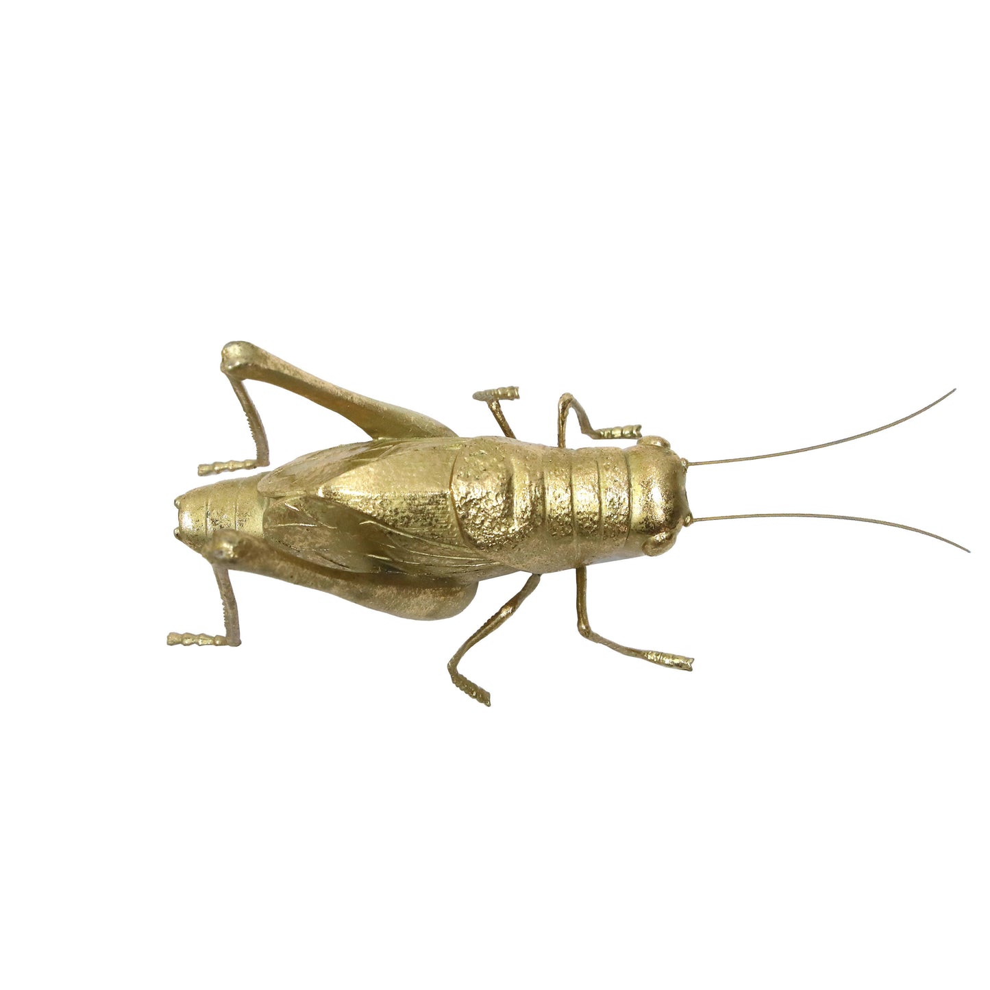 Modern World by Contrast Inc. - Golden Grasshopper