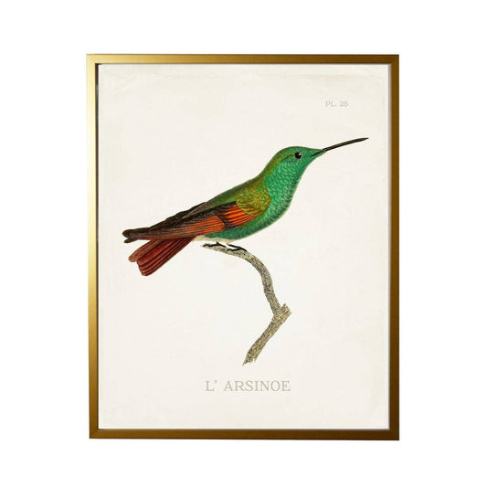 Antique Curiosities Inc - Hummingbird Plate 28 On White: Silver Frame 1390-70 Qq / 10" X 8"