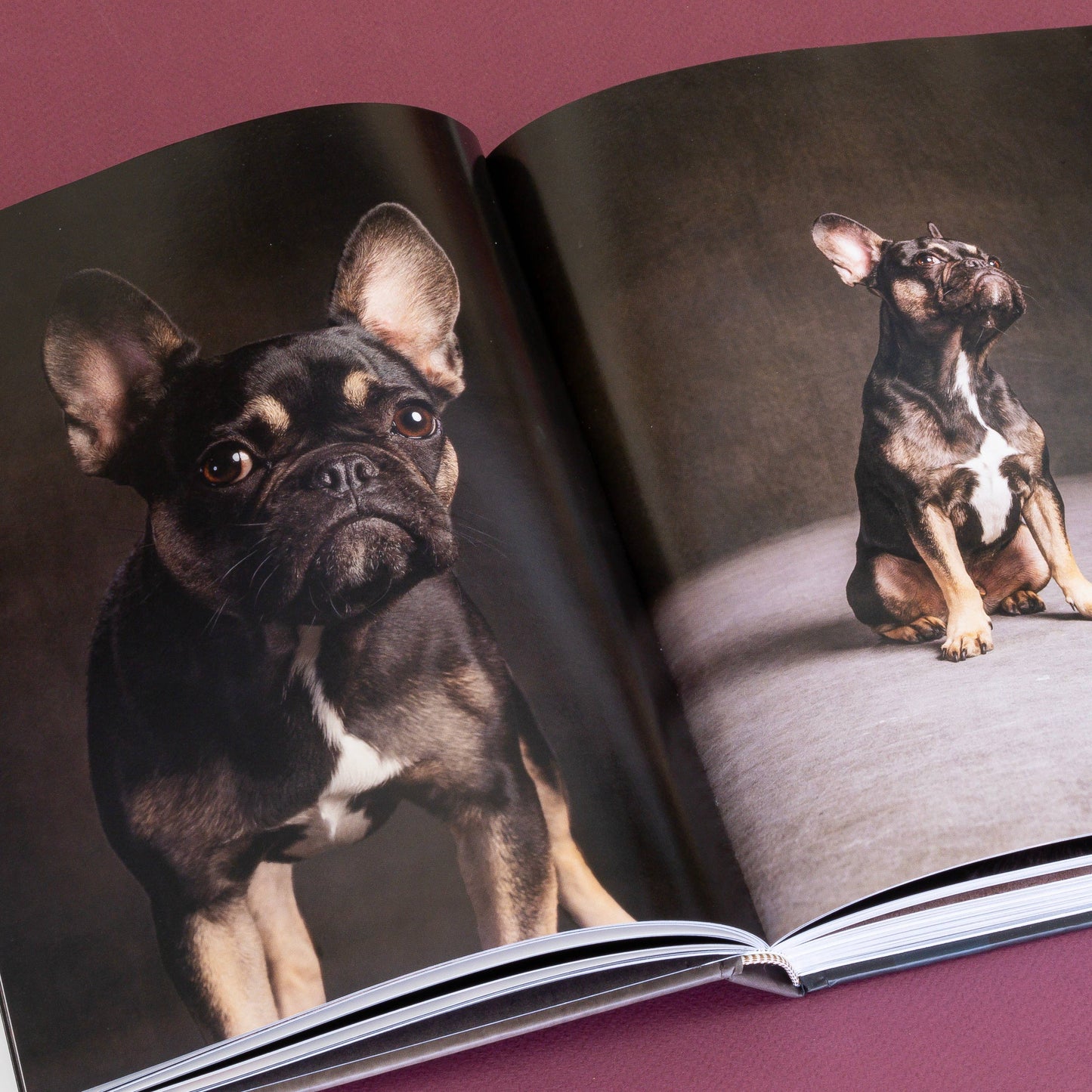 Chronicle Books - Year of the Dogs