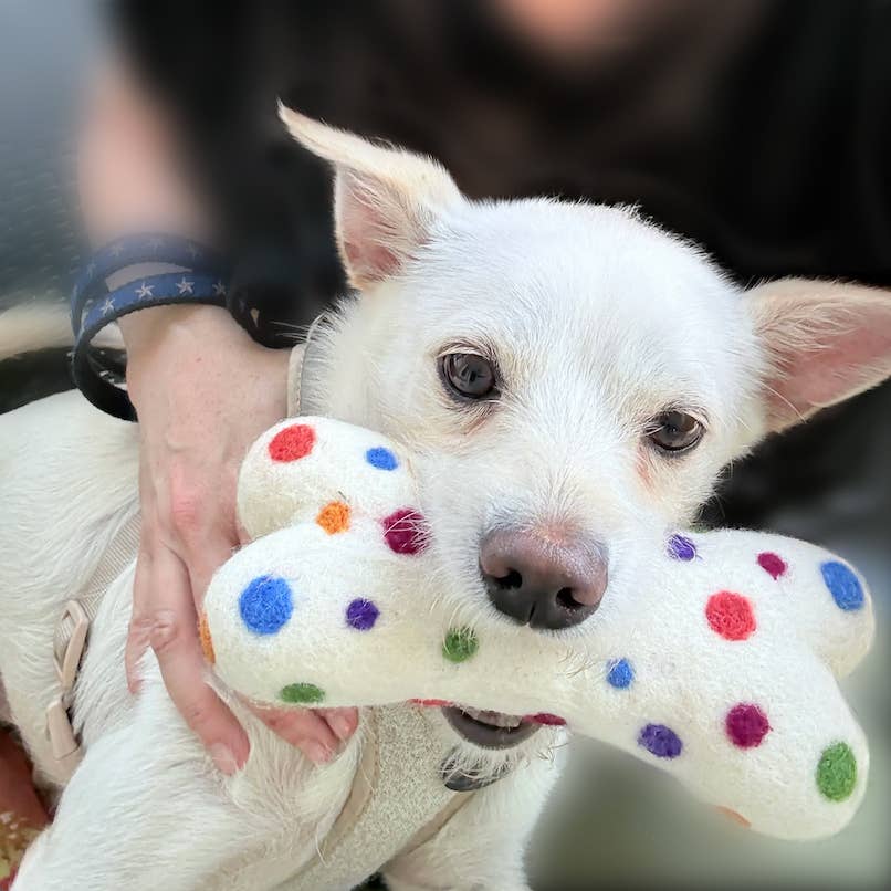 Ethical Global - Eco Wool Dog Bones/Toys: Polka Dot & Tie-Dyed (Fair Trade): Tye-Dyed / Small