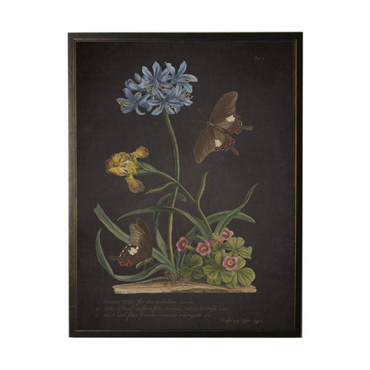 Antique Curiosities Inc - Vintage Floral And Butterfly Print On Black Background: Black Frame 2400-35 Za / 10" X 8"