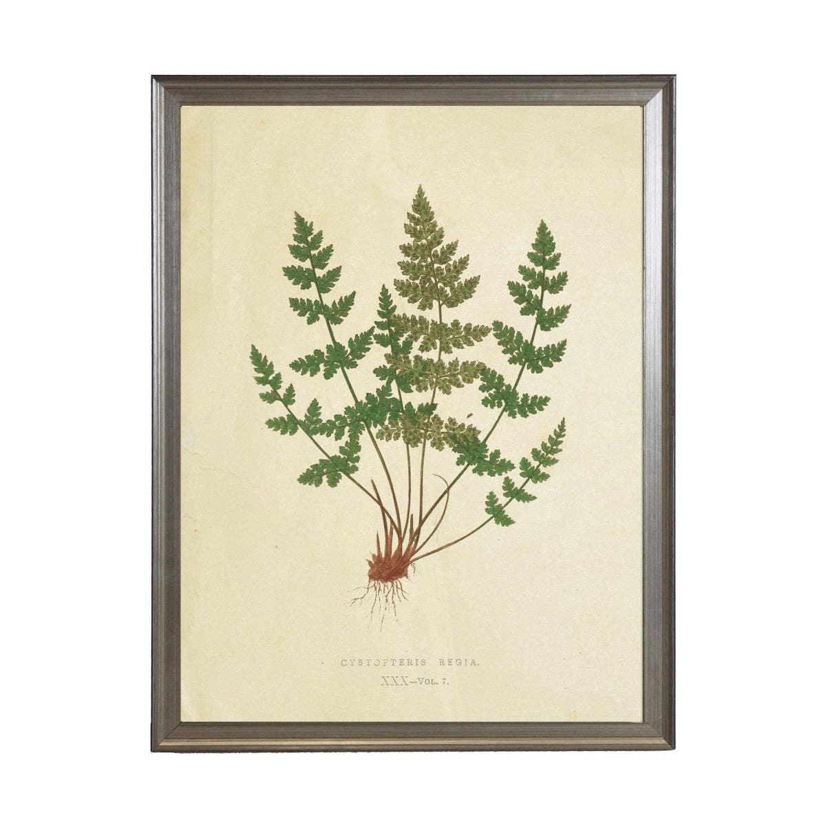 Antique Curiosities Inc - Fern Print: Silver Frame 1390-70 Qq / 10" X 8"
