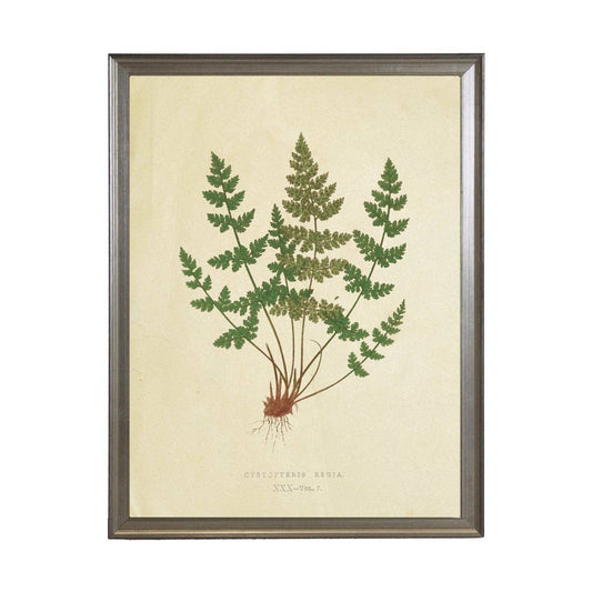 Antique Curiosities Inc - Fern Print: Silver Frame 1390-70 Qq / 10" X 8"