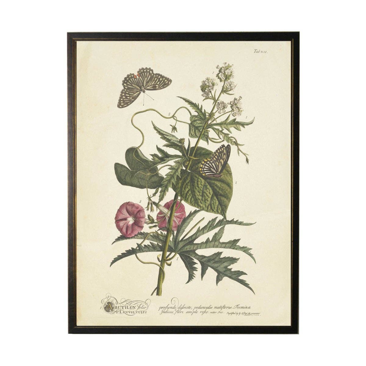 Antique Curiosities Inc - Vintage Floral And Butterfly Print: Black Frame 2400-35 Za / 10" X 8"
