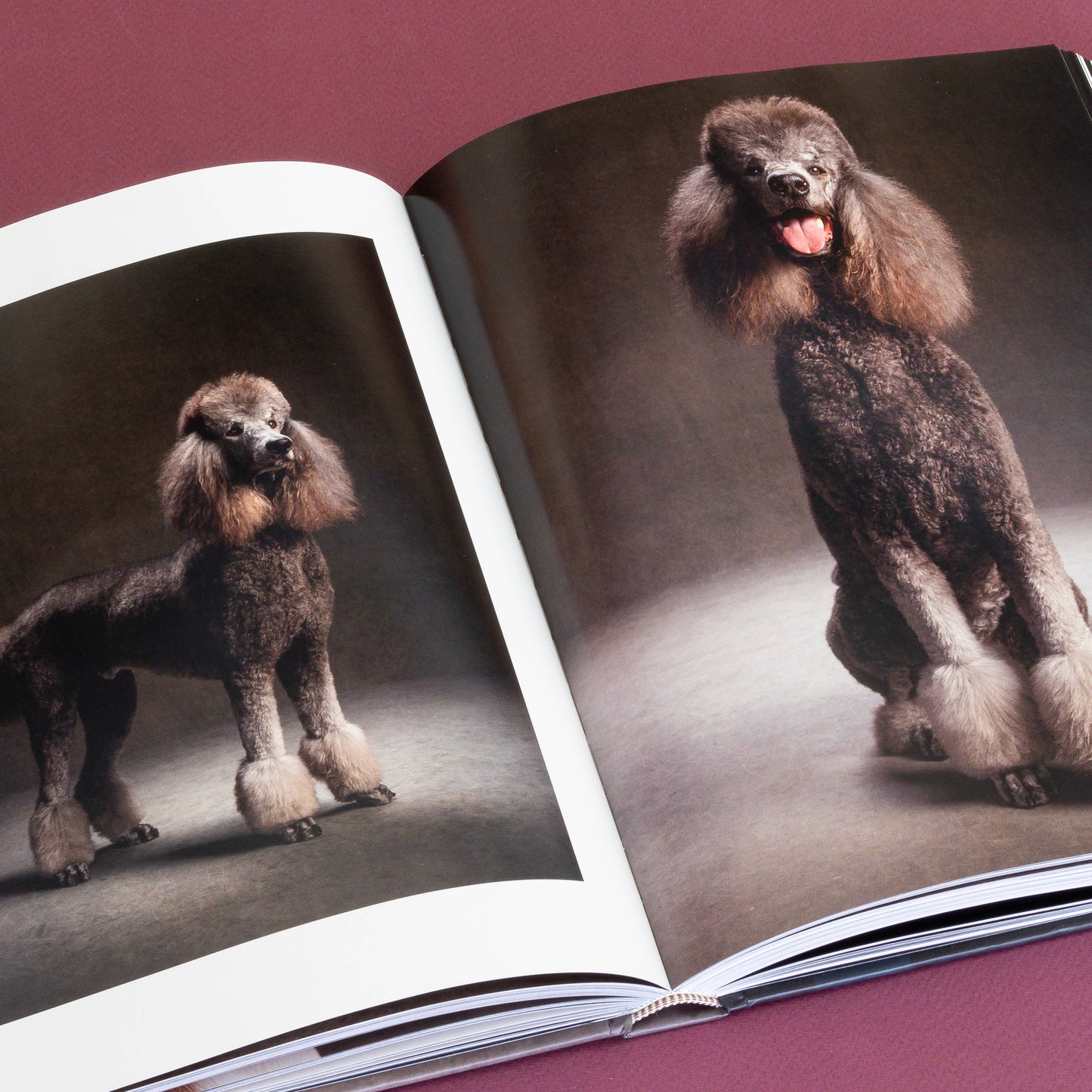 Chronicle Books - Year of the Dogs