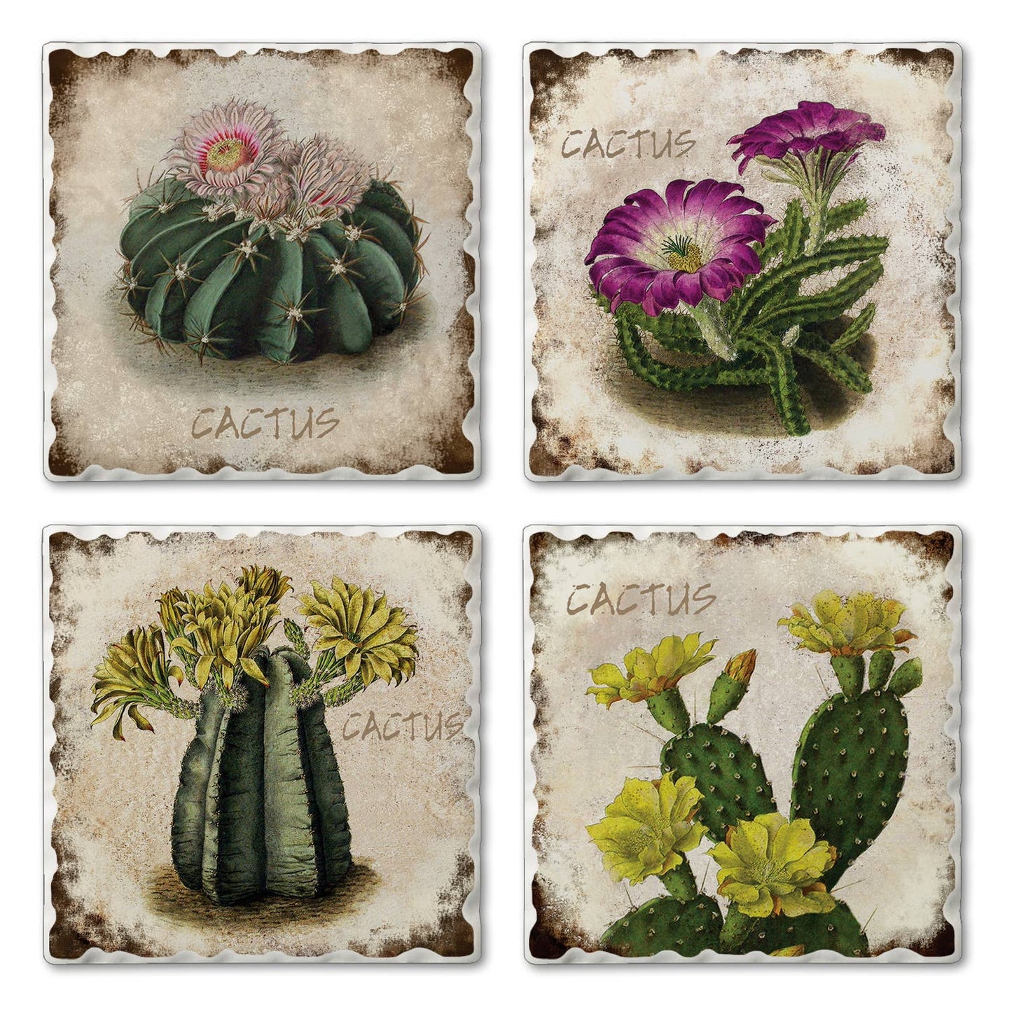 CounterArt/Highland Home/Thirstystone - Thirstystone "Cactus Flowers" Absorbent Stone Coaster 4pk