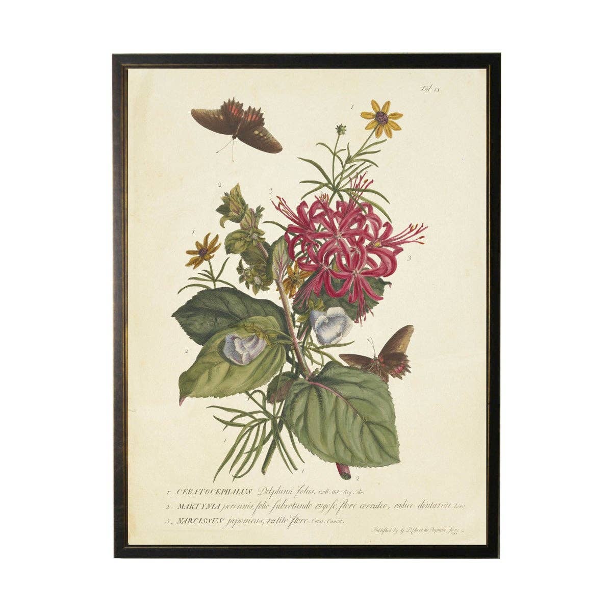 Antique Curiosities Inc - Vintage Floral And Butterfly Print: Black Frame 2400-35 Za / 10" X 8"
