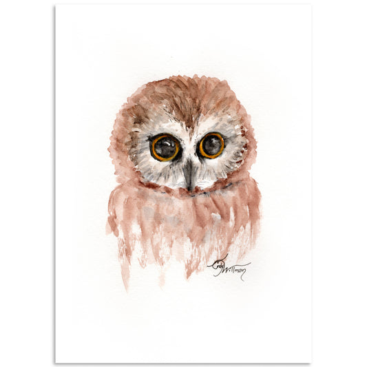 Moonlight & Grace - Saw Whet Owl