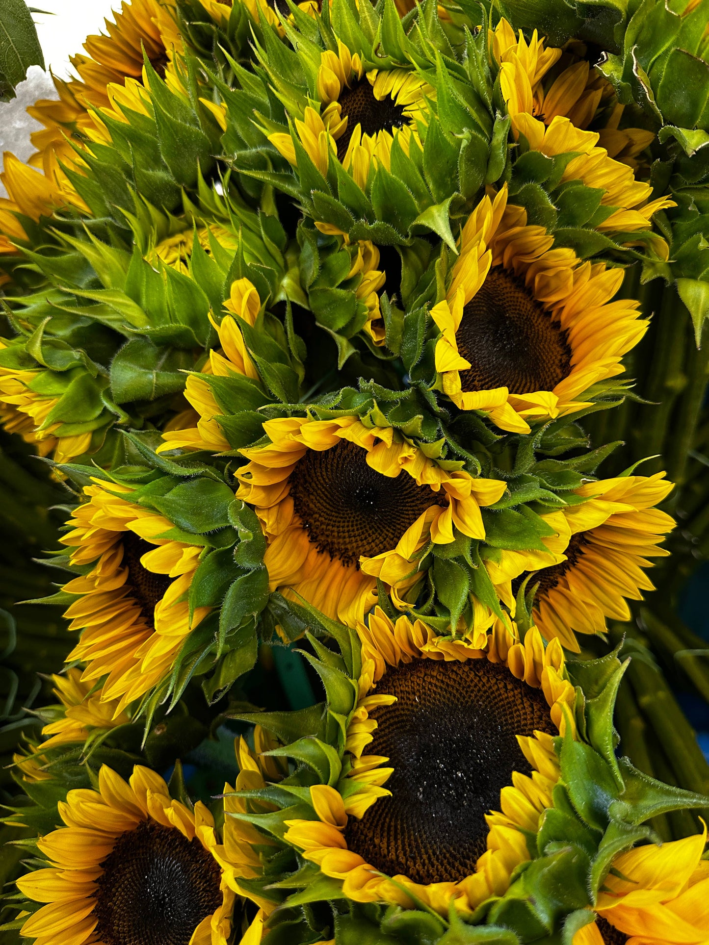 Worden Farm - Florida Farm-Fresh-Cut Organic Sunflowers - Sleeved