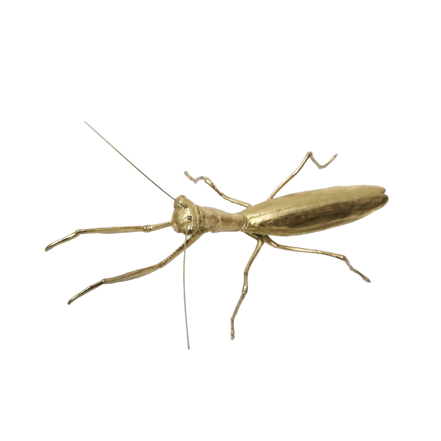 Modern World by Contrast Inc. - Golden Praying Mantis