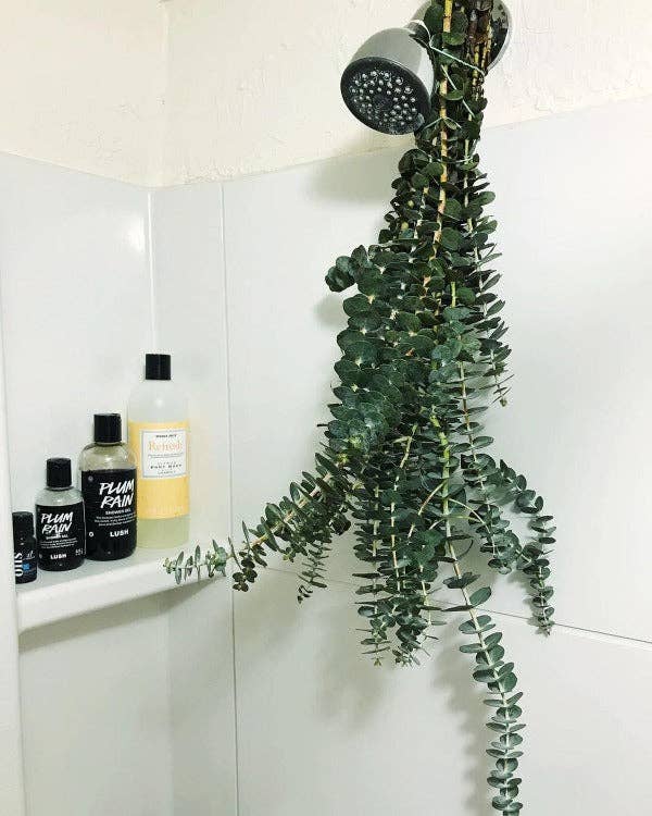 Self-Care Shower - Fresh Eucalyptus Bundle | For Shower/Vase | SAN DIEGO GROWN: Large (🎉 Bestseller)