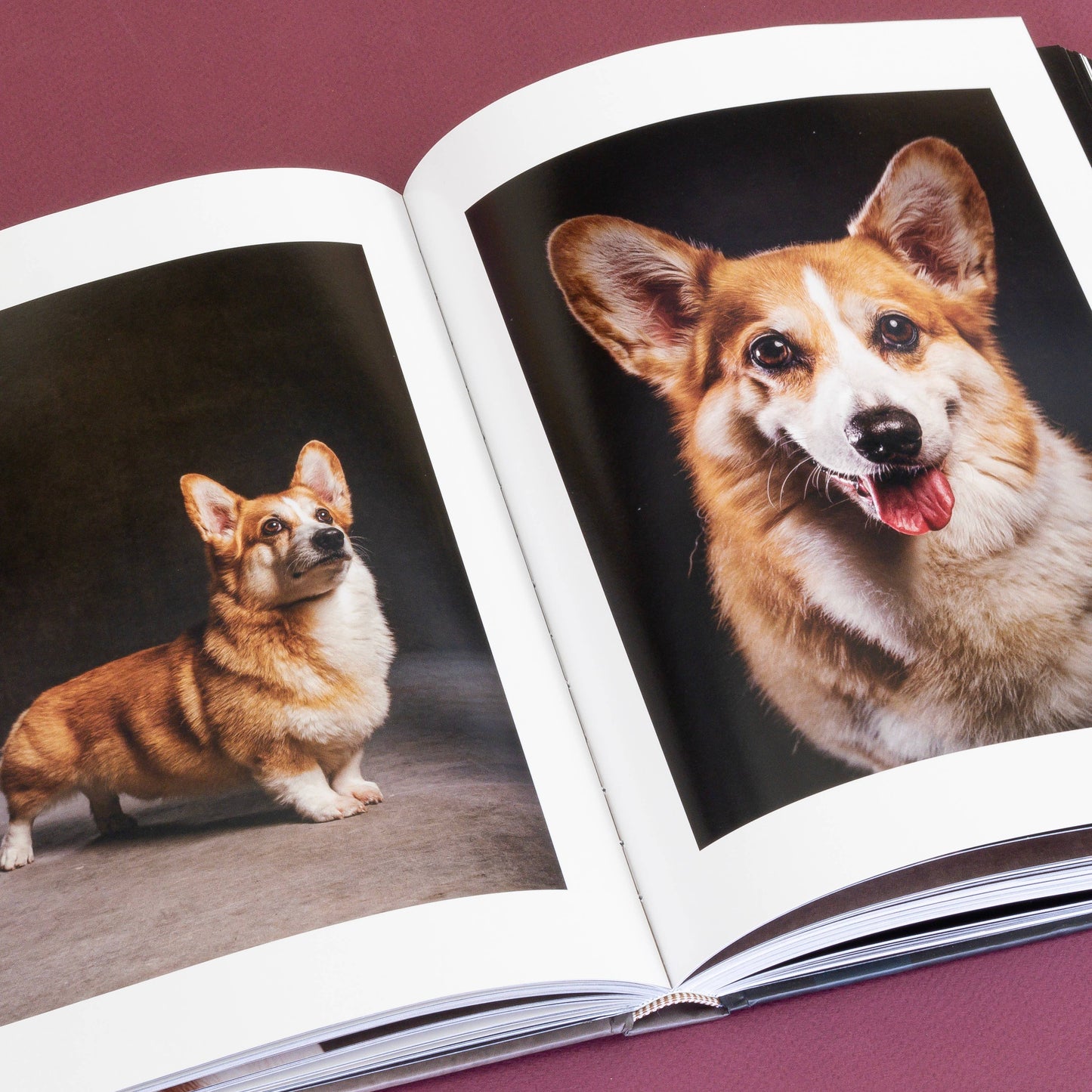 Chronicle Books - Year of the Dogs