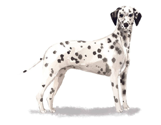 Bourbon & Bacon - Dalmatian Note Cards