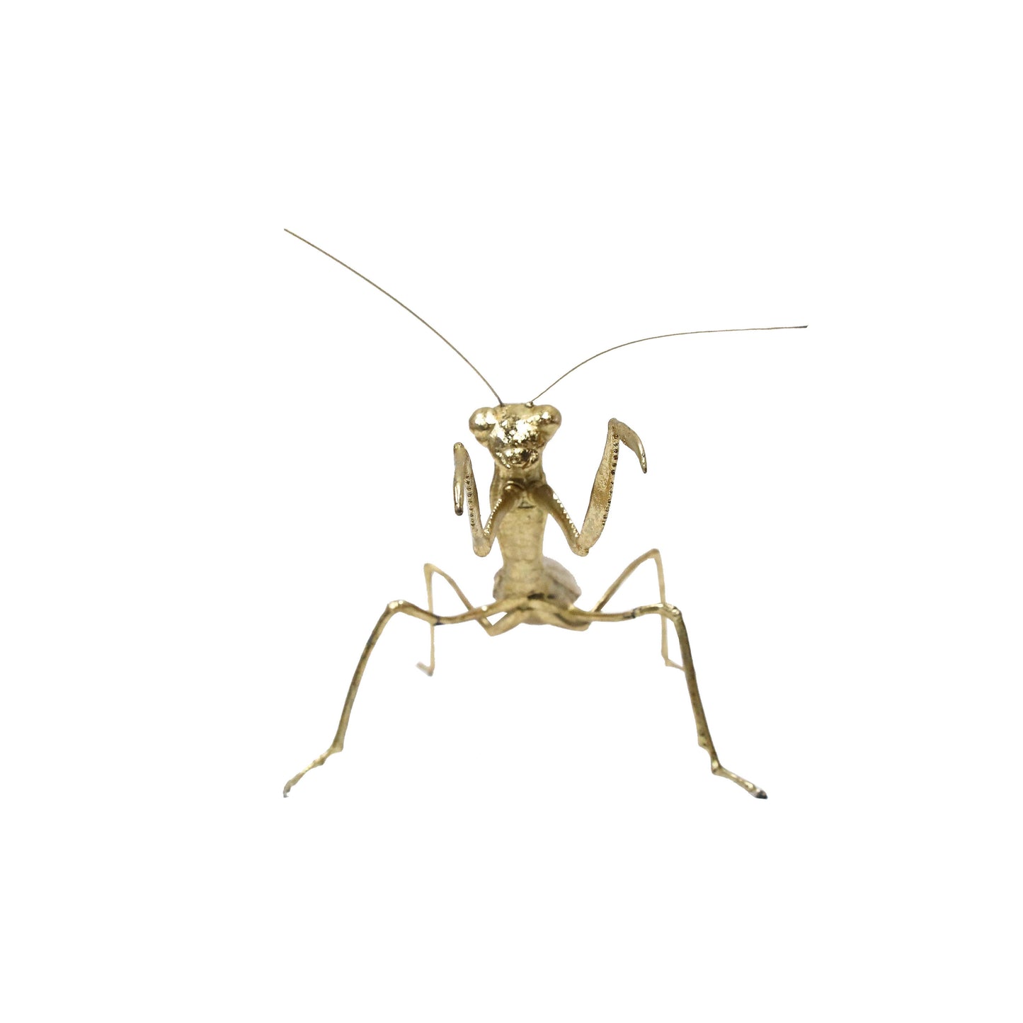 Modern World by Contrast Inc. - Golden Praying Mantis