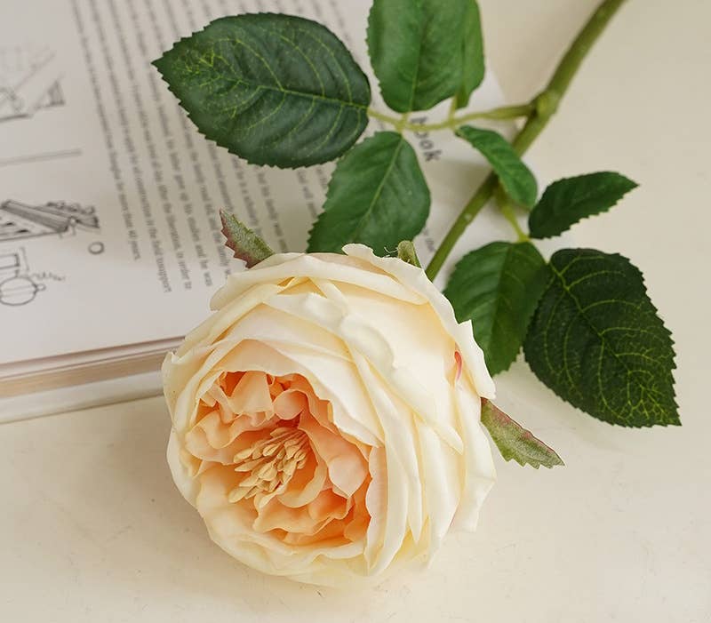 Angel Isabella - 17"Premium Real touch English Austin Cabbage Rose Stem: Pure White