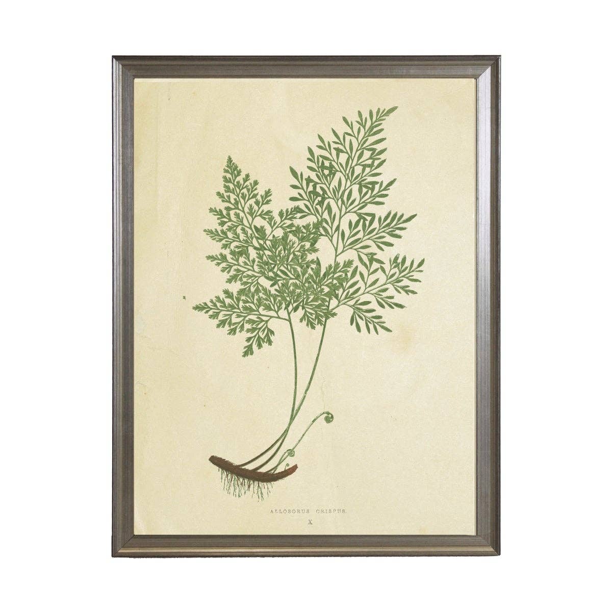 Antique Curiosities Inc - Fern Print: Gold Frame 2425-35 Aq / 10" X 8"