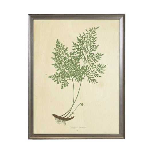 Antique Curiosities Inc - Fern Print: Gold Frame 2425-35 Aq / 10" X 8"